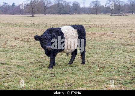 Belted Galloway Kuh mit charakteristischen lange Behaarung und breiten weißen Gürtel, traditionelle schottische Rasse der Rinder, die in einem Feld in Wisley, Surrey Stockfoto