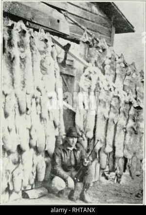. Zweijahresbericht, Montana Wild und Fisch Kommission, Zustand von Montana. Montana Fisch und Wild Kommission; Spiel; Artenschutz; Fischerei. MONTANA STATE FISCH UND WILD KOMMISSION und die Felder im flachen Land vergleichen günstig mit allen im Land. Diese Felder im vergangenen Jahr in runden Zahlen 38.000 000 native oder Schwarz-gefleckte Ti-out produziert, 5.000.000 Regenbogen und 17.000.000 Äschen. Mit unserem gut ausgestatteten Brutanlagen und Einrichtungen für den Umgang mit diesen Eiern und Fisch und die Fischerei Gewässer, die wir in diesem Zustand haben und mit dem zunehmenden Interesse der Vereine Angler' gezeigt wird, Stockfoto