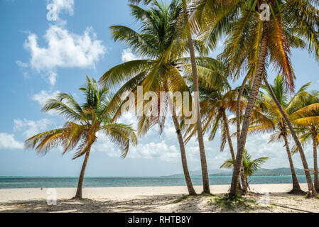 Strand und Kokospalmen am Pigeon Point Heritage Park auf der Insel Tobago, Trinidad und Tobago. Stockfoto