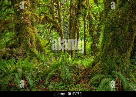 Farne, Moose und unten Ahornbäume, Hall of Moose Trail, Hoh Rainforest, Olympic Nationalpark, Washington. Stockfoto