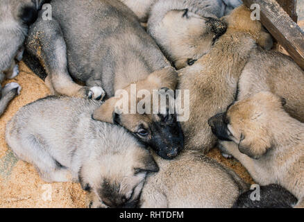 Türkische Rasse Schäferhund Welpen Kangal Hund bewacht wie Vieh Stockfoto