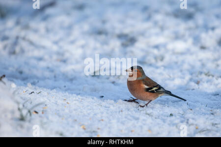 Männchen Buchfink, Fringilla coelebs, stehend im Schnee, auf dem einige Vogelfutter hat Beens bestreut. Stockfoto