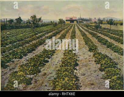 . Bessere Früchte. Obst - Kultur. ^ MAI 6 1 d2fi bessere Früchte Band XIII, 1919, Nummer 11. Erdbeeren gepflanzt, die ZWISCHEN DEN REIHEN JUNGER BÄUME IN EINER NORDWESTLICHEN Obstgarten. Die Erdbeere ist Berry der "Armen" in diesem Abschnitt genannt, denn es bietet die orchardist mit einem Einkommen, während seine Bäume ins Lager kommen. Bessere FRÜCHTE VERLAG, Verlage, Portland, Oregon Abonnement $ 1,00 pro Jahr in den USA; Kanada $ 1,25; ausländische, darunter: Porto, 1,50 $. Einzelne Kopie 10 Cent. Bitte beachten Sie, dass diese Bilder extrahiert werden aus der gescannten Seite Bilder, die haben können Stockfoto