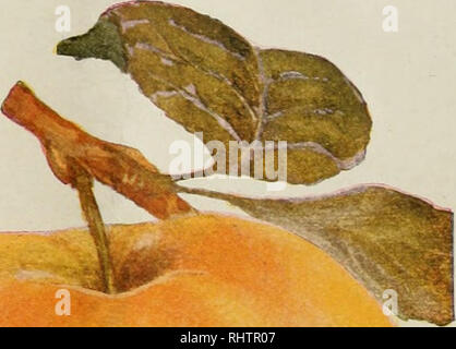 . Bessere Früchte. Obst - Kultur. Band XIII JANUAKY, 1919 Nummer 7. Die ORTLEY APPLE räumte einer der zart gewürzte Äpfel. Es handelt sich um Pro-fection in einigen Teilen der Nordwestlichen gewachsen und Netze der Anbauer einen phantastischen Preis. Bessere FRÜCHTE VERLAG, PUBLISHEKS, POBTLAND, Oregon Abonnement $ 1,00 pro Jahr in den USA; Kanada $ 1,25; Außen-, einschließlich Porto, 1,50 $. Einzelne Kopie 10 Cent. Bitte beachten Sie, dass diese Bilder aus gescannten Seite Bilder, die digital für die Lesbarkeit verbessert haben mögen - Färbung und Aussehen Dieser illustrati extrahiert werden Stockfoto