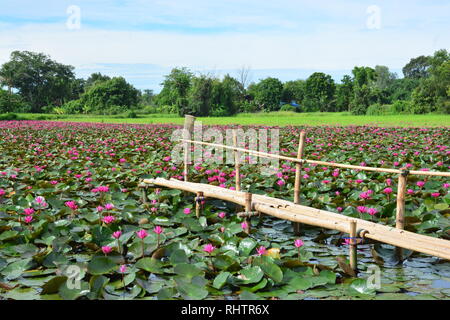 Diese spektakuläre Ort ist die Heimat von Millionen von Lotus Blumen und passenderweise den Roten Lotus Meer oder Talay Bua Daeng Stockfoto