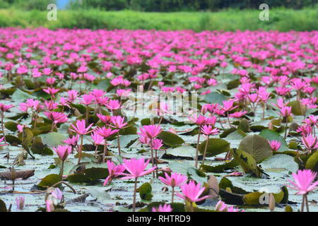 Diese spektakuläre Ort ist die Heimat von Millionen von Lotus Blumen und passenderweise den Roten Lotus Meer oder Talay Bua Daeng Stockfoto