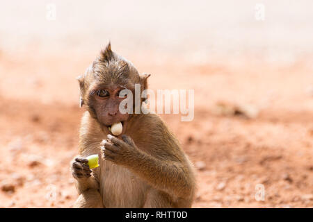 Junge long tailed macaque Essen lotus Samen Stockfoto