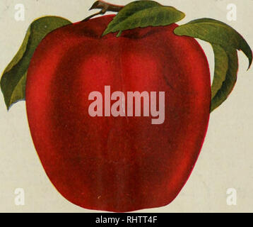 . Bessere Früchte. Obst - Kultur. t BESSERE FRÜCHTE XOYEMBEE YOIATIME XIII, 1918 X UMBRA 5. Mit freundlicher Genehmigung von Hicks-Chatten Eng. Co.Die Spitzenburg ist einer der recogfnized kommerziellen Sorten der Nordwesten. Es wird bewertet, zehn von der Amerikanischen Pomologischen Gesellschaft, dass Perfektion für Exzellenz der Geschmack. Bessere FRÜCHTE VERLAG, Verlage, Portland, Oregon Abonnement $ 1,00 pro Jahr in den USA; Kanada $ 1,25; Außen-, einschließlich Porto, 1,50 $. Einzelne Kopie 10 Cent. Bitte beachten Sie, dass diese Bilder aus gescannten Seite Bilder, die digital für Rea erhöht worden sein können extrahiert werden Stockfoto