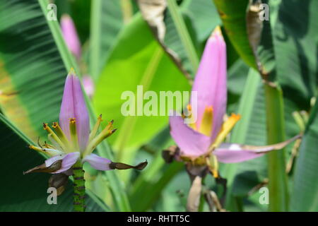 Musa ornata (blühende Banane) Banane Bua Luang Stockfoto