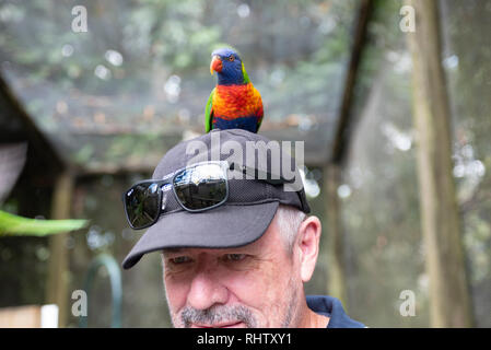 Mann mit Rainbow lorrikeet, Knockrow, New South Wales, Australien Stockfoto