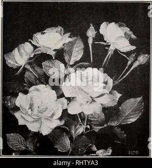 . Bessere Früchte und Blumen: 1936. Beeren Kataloge; Blumen; Pflanzen Kataloge Kataloge; Gartenbau; Stauden Kataloge Kataloge Kataloge; Obst; Sträucher Kataloge; kommerzielle Kataloge New Jersey kleine Silberne. Kleine silberne, NEW JERSEY Rosen 7 Klettern Claudius Pernet. Schön klettern Typ der beliebtesten gelb blühenden immer blühende Rose, mit seiner reinen gelbe Blüten Ihr Portal oder Arbor zu erhellen. (Nicht absolut winterhart nördlich von Philadelphia ohne Winter Schutz). Jede 75 C., Doz. 7,50 $. Klettern Maman Cochet. Beliebte old-Timer, mit großen, rosa Blüten auf langen, kräftigen Stielen. (Nicht Stockfoto