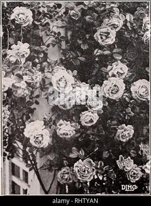. Bessere Früchte und Blumen: 1936. Beeren Kataloge; Blumen; Pflanzen Kataloge Kataloge; Gartenbau; Stauden Kataloge Kataloge Kataloge; Obst; Sträucher Kataloge; kommerzielle Kataloge New Jersey kleine Silberne. 6 Rosen LOVETT BAUMSCHULE, Inc. BABY RAMBLER ROSEN (POLYANTHAS) Baby Ramblers sind wahre "everbloomers." Von Anfang Juni bis zum Frost, bewachsen mit dem daintiest Minirosen überhaupt gesehen werden. Ihre Schönheit ist unübertroffen in eine Masse oder eine gemischte Rose Einpflanzen, und sie sind so robust, wie man wünschen kann, ust versuchen ein paar und Sie finden uns in Singen ihre lobt. Für sein Stockfoto