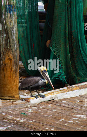 Brown pelican auf den Docks, Corpus Christi, Texas Stockfoto