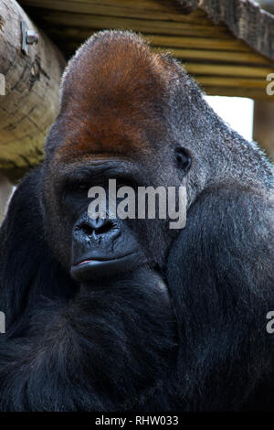 Gorilla am Gladys Porter Zoo in Brownsville, Texas Stockfoto