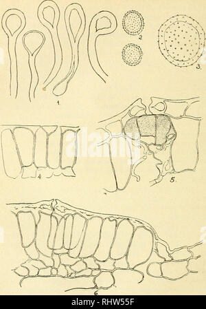 . 16/2012 der Schweizerischen Botanischen Gesellschaft = Bulletin de la botanique Socit Suisse. Pflanzen, Pflanzen-- Schweiz. 10. ]. Der paraphyseii Uredolager. 2. L sind dosporen. 3. EIk-hso itei slÃ rkerer Vergrosseruiia:. 4. AltÃ¨res Teleutosporenlager voii der Biattuiiterseile. 5. Ganz junges Teleutosporenlager, unter eiuer Spaltot' fnung angelegt, sterben Teleiitosporeu siiid, uni sie von Don Zellen des Blattgewebes zii iinterscheideu, piinidiert. 6. Als jiinger Teleutosporenlager, 4, maii aucli erkennt hier, dass das Lager unter einer "SpaltÃ tTuung angelegt wurde. Der YergrÃ seruug: Bel 3:1300 Stockfoto