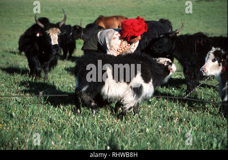 Eine Nomade Frau melkt die Yaks. Bereitstellung von Osec Wwool, Fleisch, Milch, Transport und Haut, ist die robuste Yak-in der Lage, Witthstand rauen Wetter - Osec Stockfoto