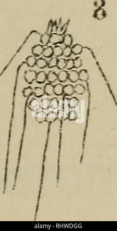 . Bericht über die Thätigkeit der biologischen Wolga-Station in Saratow 5/6 des Jahres 1902. Biologische Stationen; Forschungsinstitute. ? 4 00 (10. Bitte beachten Sie, dass diese Bilder sind von der gescannten Seite Bilder, die digital für die Lesbarkeit verbessert haben mögen - Färbung und Aussehen dieser Abbildungen können nicht perfekt dem Original ähneln. extrahiert. Skorikov, A.; Saratovskoe estestvoispytatelei obshchestvo ich liubitelei estestvoznaniia. Saratow: Parovaia skorop. Gub. Prav Stockfoto