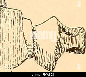 . Bergens Museen aarbog. Wissenschaft. Abb. 172. Bitte beachten Sie, dass diese Bilder sind von der gescannten Seite Bilder, die digital für die Lesbarkeit verbessert haben mögen - Färbung und Aussehen dieser Abbildungen können nicht perfekt dem Original ähneln. extrahiert. Bergens Museum. Bergen: [Museum] Stockfoto