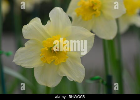 Narzissen, die Blumen als Symbol für Freundschaft, sind einige der beliebtesten Blumen ausschließlich durch ihre unvergleichliche Schönheit. Stockfoto