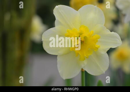 Narzissen, die Blumen als Symbol für Freundschaft, sind einige der beliebtesten Blumen ausschließlich durch ihre unvergleichliche Schönheit. Stockfoto