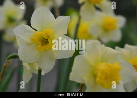 Narzissen, die Blumen als Symbol für Freundschaft, sind einige der beliebtesten Blumen ausschließlich durch ihre unvergleichliche Schönheit. Stockfoto