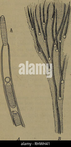 . Grundlagen der Botanik. Botanik. 240 GRUNDLAGEN DER BOTANIK DIE STUDIE VON DIATOMEEN 270. Vorkommen. - Diatomeen verschiedener Arten kann in Sedimente im Wasser in verschiedenen Arten von Orten gefunden werden oder mit oder Einhaltung von frischen Misch- oder Ma-rine Algen, in Teichen und Gräben oder auf Sand oder Erde unten auf klare Bäche. In den letzten Platz können Sie mit dem Auge erkannt werden, bei der es sich um ein gelb-ish Färbung. Sie können häufig durch Überanstrengung hy-Drant Wasser gewonnen werden. Wo Kieselalgen haben sehr reichlich, ihre bleibt manchmal Form Betten aus Rock, und fossiler Kieselalgen komponieren einige der polieren Pulver Stockfoto