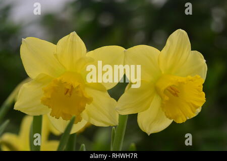 Narzissen, die Blumen als Symbol für Freundschaft, sind einige der beliebtesten Blumen ausschließlich durch ihre unvergleichliche Schönheit Stockfoto