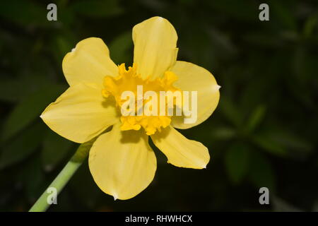 Narzissen, die Blumen als Symbol für Freundschaft, sind einige der beliebtesten Blumen ausschließlich durch ihre unvergleichliche Schönheit Stockfoto