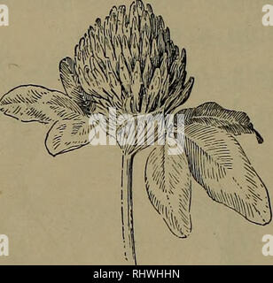 . Grundlagen der Botanik. Botanik. 188 GRUNDLAGEN DER BOTANIK Frühling von ungefähr den gleichen Punkt. Dies erzeugt eine Blume - Cluster bezeichnet die Dolde (Abb. 130). 199. Sessile Blumen und Flower-Clusters. - Oft die Stiele werden wollen, oder die Blumen sind Stiellose, und dann eine Änderung der raceme produziert wird, ist ein Spike, wie die Der wegerich (Bild aufgerufen. 132). Die Weide, Erle, Birke, Pappel und viele andere gängige Bäume tragen eine kurze, flexible, eher schuppig Spike (Abb. 131), der ein catkin genannt. Der Stiel eines Spike ist oft so viel Kurz- ened wie die Blumen in eine som zu bringen Stockfoto