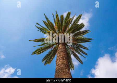 Panorama von Palmen in der Arabischen Liga Park (Parc de la Ligue Arabe) in Casablanca, Marokko. Hauptattraktion und schönen grünen Garten Stockfoto