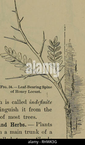 . Grundlagen der Botanik. Botanik. 69 stammt von zufälligen oder ruhende Knospen am Stamm oder Gliedmaßen. Wie Stacheln manchmal zeigen ihre wahre Natur als Zweige von Lager Blätter (Abb. 34). 84. Unbestimmte jährliches Wachstum. - In den meisten der Bäume des Waldes und in der größeren Sträuchern, das Holz der jungen Zweige ist gereift und voll im Sommer entwickelt. Geschützt Knospen sind auf die Zweige dieser Filialen mit ihren sehr spitzen gebildet. In anderen Sträucher - zum Beispiel in der SUMAC, Himbeere, und Blackberry - die Triebe wachsen weiter, bis ihre weichen und unreifen Tipps durch den Frost getötet werden. Eine solche Mo Stockfoto