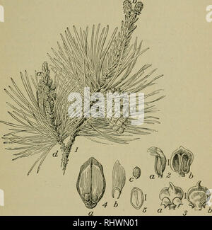 . Von Bergen Botanik: Schlüssel- und flora: Pazifikküste Hrsg.. Pflanzen. GYMNOSPERMS 19d. S. contor 'ta Dougl. Blätter 2 in eine Hülle, kurz. Kegel klein und schlank, 1-3 cm lang, Whorled, schräg, oft für viele Jahre geschlossen bleiben; Skalen mit starken Knöpfe und feinen Stacheln. Dies ist ein kleiner Baum. Es liegt an der Küste von Kalifornien bis Alaska gefunden. A. in Abb. 1. - Schottische Kiefer (P. sylvestris). 1, ein Zweig Übersicht: a, staminate Palmkätzchen; b, pistillate Palmkätzchen; C, den Kegel; d, Nadeln. 2, eine anthere: Ein, Seitenansicht; b, Außenfläche. 3, einem fruchtblatt Maßstab: a, innere Oberfläche; b, Außenfläche. 4, einen Kegel sca Stockfoto