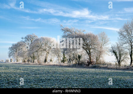 Rauhreif die Bäume und Ackerland im Januar. In der Nähe von Burford, Oxfordshire Gloucestershire, England. Stockfoto