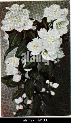 . Benton County Nursery Co Baumschulen (Gartenbau), Kataloge, Obstbäumen, Kataloge, Stauden, Kataloge, Gemüse, Samen, Kataloge, Blüten, Samen, Kataloge, schattigen Bäumen, Kataloge. Besondere STRAUCH KOLLEKTION 2 blühende Quitte 2 Spireo, BUMALDA 2 Weigelia, Rosea 1 Butterfly Bush 2 Mock Orange 1 Spirea, Van Houtfei 1 Snowberry 11 schöne Sträucher 2 yr. 18" und 24 "Postpaid für 2 bis 3 ft. Größe Postpaid für $ 3,85 $ 5,50 FLAMME GEISSBLATT Blüht den ganzen Sommer, Laub Grün das ganze Jahr. Macht ein weinstock oder Strauch. 1 Jahr größe Postpaid für $ 1.10. Flamme Geißblatt (Lonicera Reckrotti). Bitte nicht Stockfoto