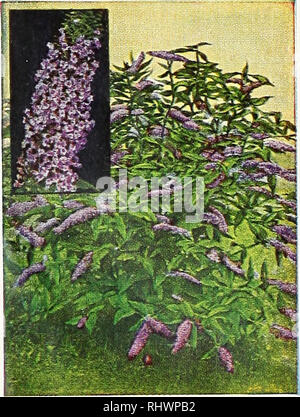 . Benton County Nursery Co Baumschulen (Gartenbau), Kataloge, Obstbäumen, Kataloge, Stauden, Kataloge, Gemüse, Samen, Kataloge, Blüten, Samen, Kataloge, schattigen Bäumen, Kataloge. , SPIREA BUMALDA. Besondere STRAUCH KOLLEKTION 2 blühende Quitte 2 Spireo, BUMALDA 2 Weigelia, Rosea 1 Butterfly Bush 2 Mock Orange 1 Spirea, Van Houtfei 1 Snowberry 11 schöne Sträucher 2 yr. 18" und 24 "Postpaid für 2 bis 3 ft. Größe Postpaid für $ 3,85 $ 5,50 FLAMME GEISSBLATT Blüht den ganzen Sommer, Laub Grün das ganze Jahr. Macht ein weinstock oder Strauch. 1 Jahr größe Postpaid für $ 1.10. Bitte beachten Sie, dass diese Bilder sind Stockfoto
