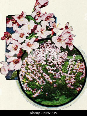 . Benton County Nursery Co., Inc. Baumschulen (Gartenbau), Kataloge, Obstbäumen, Kataloge, Stauden, Kataloge, Gemüse, Samen, Kataloge, Blüten, Samen, Kataloge, schattigen Bäumen, Kataloge. Besondere STRAUCH KOLLEKTION 2 blühende Quitte, 2 Spirea Bumalda 2 Weigelia, Rosea 1 Butterfly Bush 2 Mock Orange 1 Spirea, Van Houttei 1 Snowberry 11 schöne Sträucher 2 Jahre. 18 bis 24" für $ 3,85 Postpaid. 2 bis 3 ft. Größe, $ 5,50 Postpaid FLAMME GEISSBLATT Blüht den ganzen Sommer, Laub Grün das ganze Jahr. Macht ein weinstock oder Strauch. 1 Jahr größe $ 1.10 Postpaid Flamme Geißblatt (Lonicera Heckrotti). Weigelia. Bitte n Stockfoto
