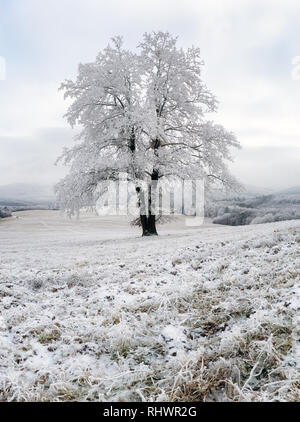 Gefrorenen Baum im Winter mit Schnee Stockfoto