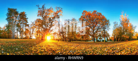 Bäume mit bunten Blätter auf dem Rasen im Park. Ahorn Laub im sonnigen Herbst. Sonnenlicht in den frühen Morgen im Wald Stockfoto