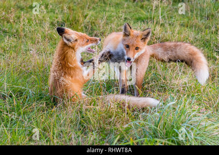 Zwei Redfoxes in Shiretoko National Park, Hokkaido Stockfoto