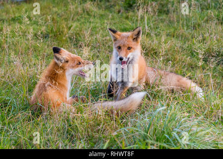 Zwei Redfoxes in Shiretoko National Park, Hokkaido Stockfoto