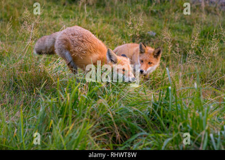 Verspielte Redfoxes in Shiretoko National Park, Hokkaido. Wir zunächst gestoppt ein Fuchs zu sehen, dann zwei andere - vermutlich Jungen - hervor und begann zu p Stockfoto