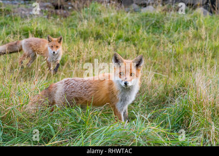 Zwei Redfoxes in Shiretoko National Park, Hokkaido Stockfoto