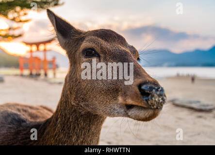 Ein sika Wild in der Torii des Itsukushima-schreins Stockfoto