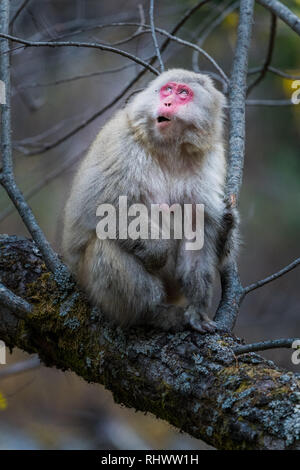 Rot gegenüber japanischen Makaken (Macaca fuscata) auch als Snow monkey in Kamikochi bekannt. Kamikochi in den Japanischen Alpen Chubu Sangaku Nationa entfernt Stockfoto