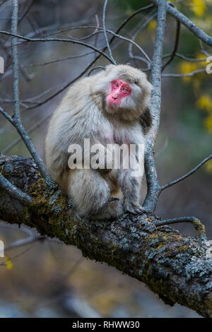 Rot gegenüber japanischen Makaken (Macaca fuscata) auch als Snow monkey in Kamikochi bekannt. Kamikochi in den Japanischen Alpen Chubu Sangaku Nationa entfernt Stockfoto