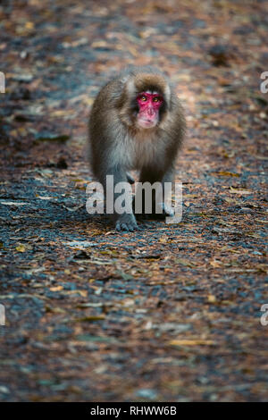 Red konfrontiert Snow monkey in Kamikochi, Japanische Alpen Chubu Sangaku National Park Stockfoto