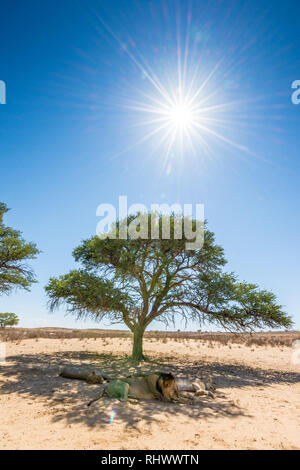 Ein Pride Of Lions im Schatten eines Baumes im Kgalagadi Transfrontier Park Stockfoto