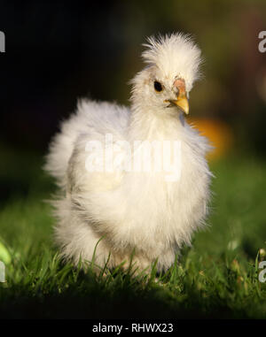 Weißer Seide Huhn zu Fuß in einem grünen Garten im Sommer Stockfoto