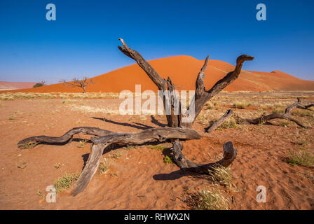 Dieses Wahrzeichen Düne in Namibia ist ein echter Blickfang Stockfoto