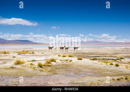 Lamas im bolivianischen Altiplano. Stockfoto